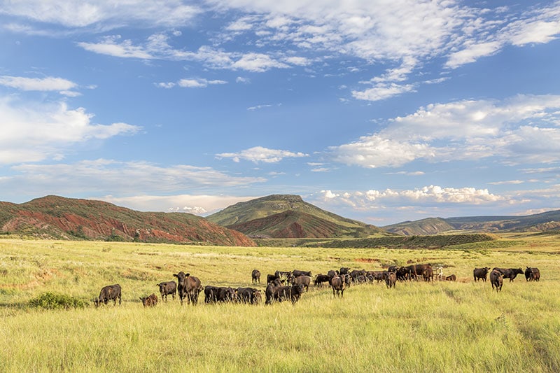 cows in a field of grass